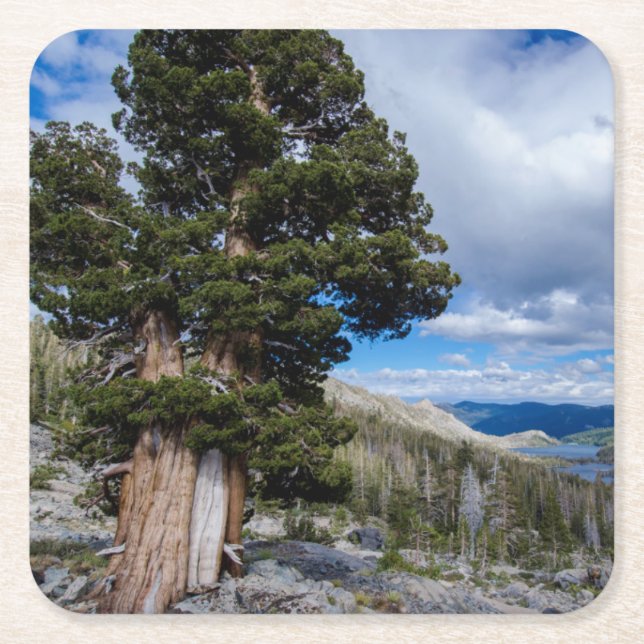 Sierra Juniper and Evergreen Trees 2 Square Paper Coaster (Front)