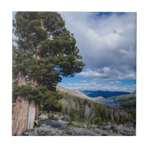 Sierra Juniper and Evergreen Trees 2 Tile