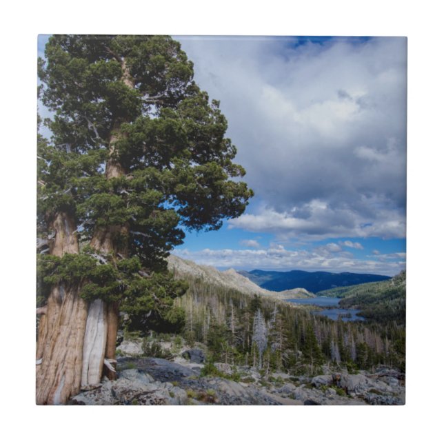 Sierra Juniper and Evergreen Trees 2 Tile (Front)