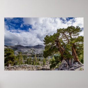 Sierra Juniper and Evergreen Trees Poster