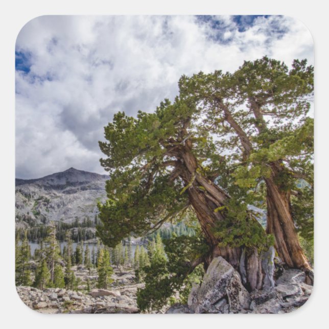 Sierra Juniper and Evergreen Trees Square Sticker (Front)