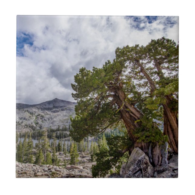 Sierra Juniper and Evergreen Trees Tile (Front)