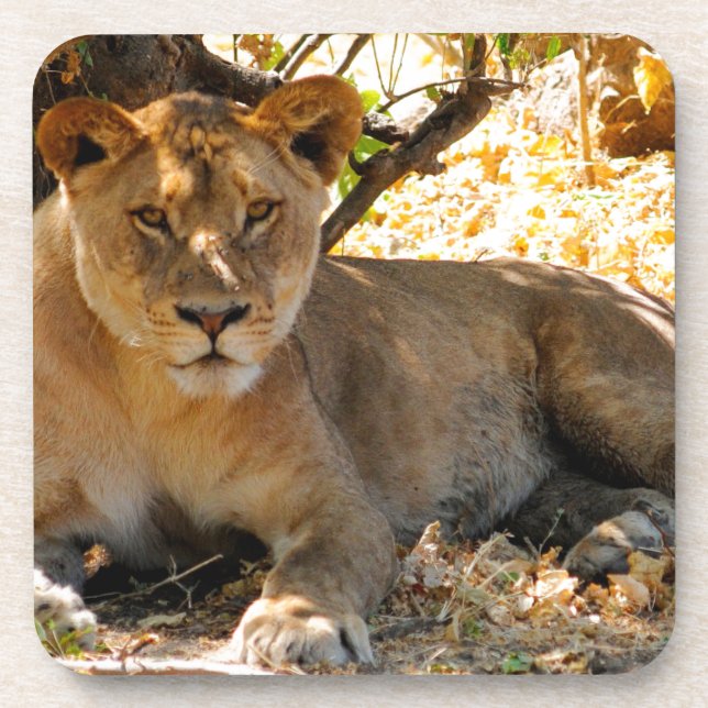 Siesta Time Coaster (Front)