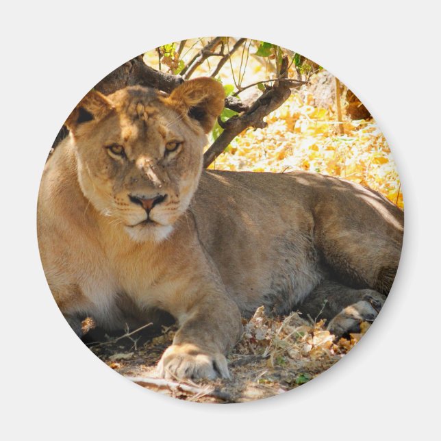 Siesta Time Magnet (Front)