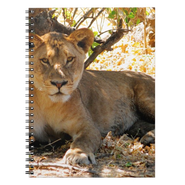 Siesta Time Notebook (Front)