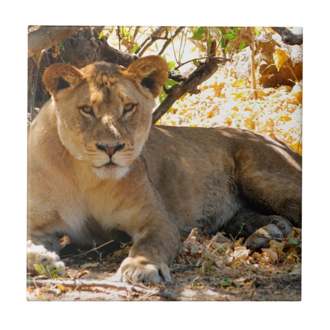 Siesta Time Tile (Front)