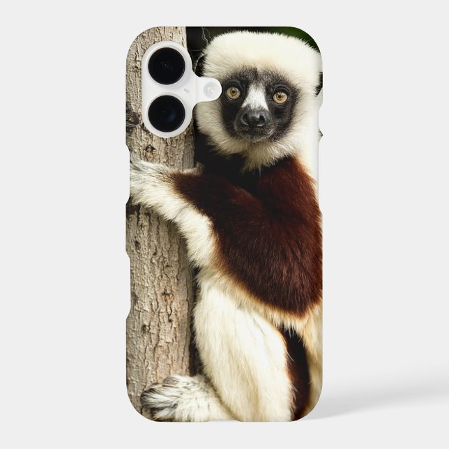 Sifaka Lemur in Madagascar Forest (Back)