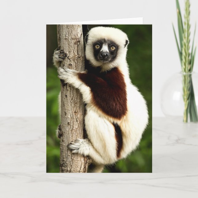 Sifaka Lemur in Madagascar Forest Card (Front)