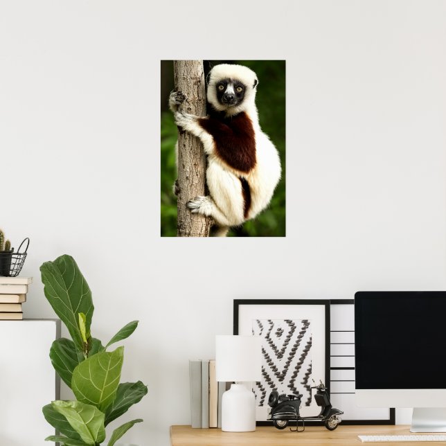 Sifaka Lemur in Madagascar Forest Poster (Home Office)