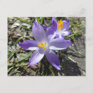 Sign Of Spring Postcard