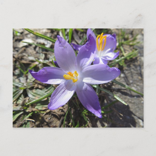 Sign Of Spring Postcard (Front)