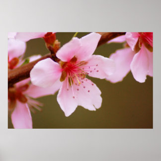 sign of spring print