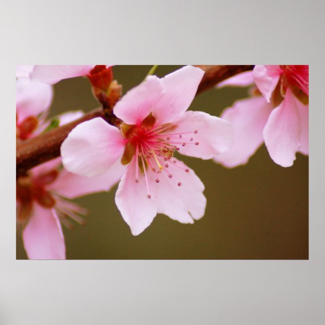 sign of spring print (Front)