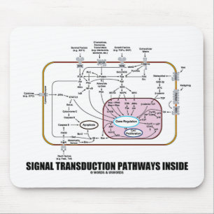 Signal Transduction Pathways Inside (Cell Biology) Mouse Mat