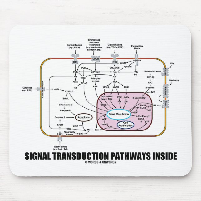 Signal Transduction Pathways Inside (Cell Biology) Mouse Mat (Front)