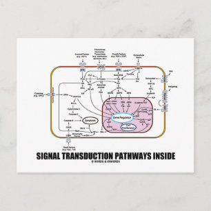Signal Transduction Pathways Inside (Cell Biology) Postcard