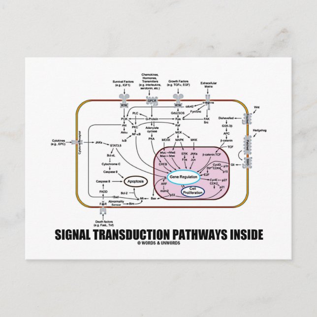 Signal Transduction Pathways Inside (Cell Biology) Postcard (Front)