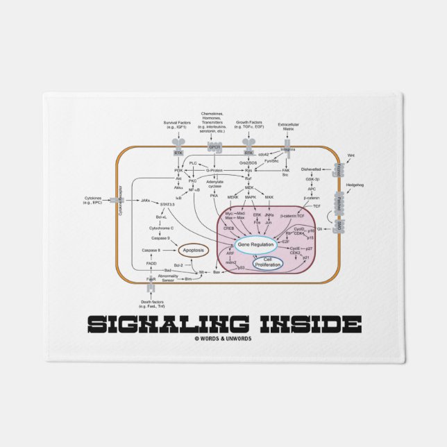 Signalling Inside Signal Transduction Pathways Doormat (Front)