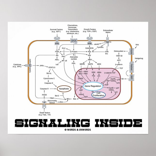 Signalling Inside (Signal Transduction Pathways) Poster (Front)
