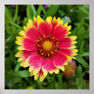 Signed Blanket Flower Poster