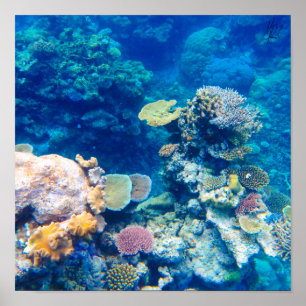 Signed Great Barrier Reef Coral - #1 Poster