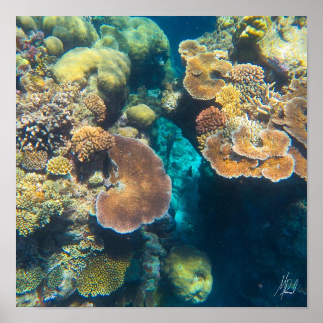 Signed Great Barrier Reef Coral - #3 Poster (Front)