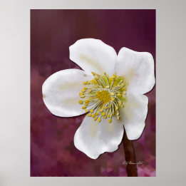 Signed High-Poly Winter Rose Art Print