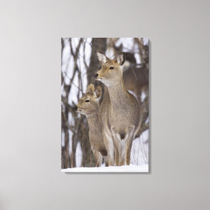 Sika Deer Doe and Young, Hokkaido, Japan Canvas Print