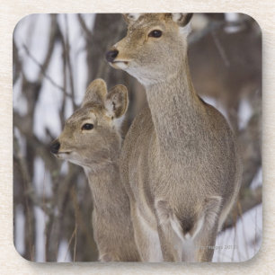 Sika Deer Doe and Young, Hokkaido, Japan Coaster