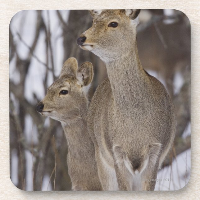 Sika Deer Doe and Young, Hokkaido, Japan Coaster (Front)
