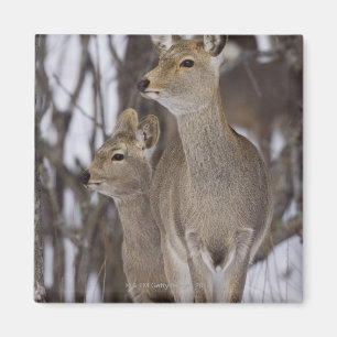 Sika Deer Doe and Young, Hokkaido, Japan Magnet