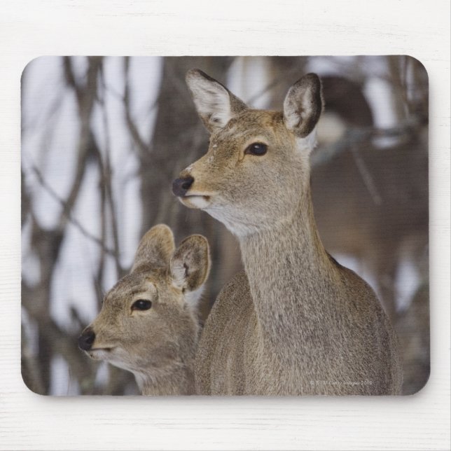 Sika Deer Doe and Young, Hokkaido, Japan Mouse Mat (Front)