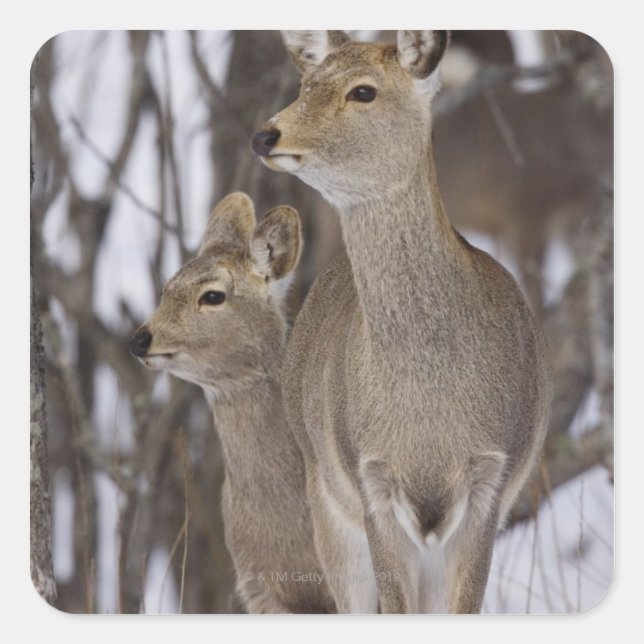 Sika Deer Doe and Young, Hokkaido, Japan Square Sticker (Front)