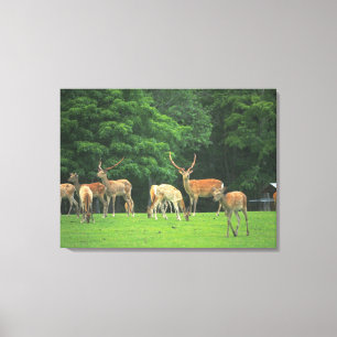 Sika deer standing in a clearing canvas print