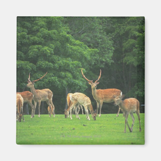 Sika deer standing in a clearing magnet (Front)