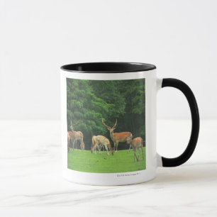 Sika deer standing in a clearing mug
