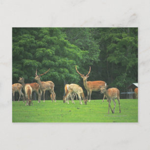 Sika deer standing in a clearing postcard