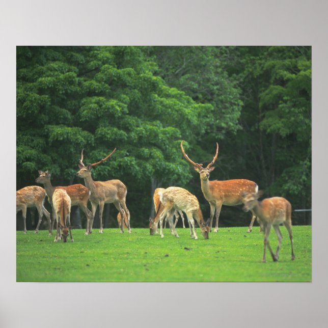 Sika deer standing in a clearing poster (Front)