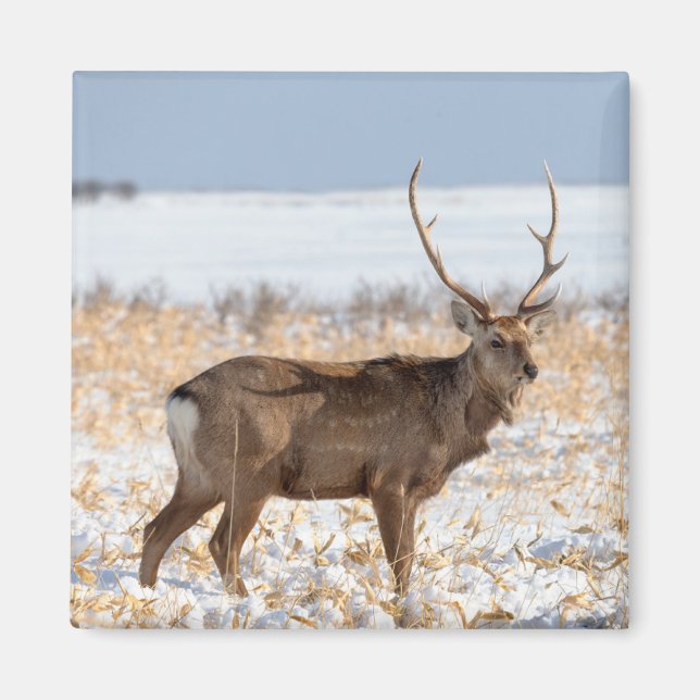 Sika Stag In a Snowy Field | Japan Magnet (Front)