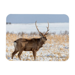 Sika Stag In a Snowy Field   Japan Magnet