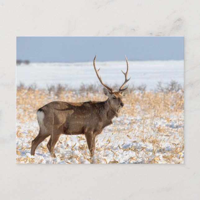 Sika Stag In a Snowy Field | Japan Postcard (Front)
