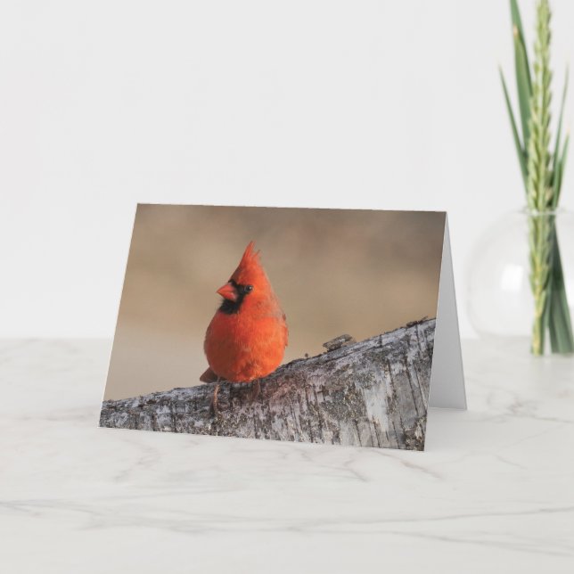 Silent wonders blank greeting card Cardinal (Front)