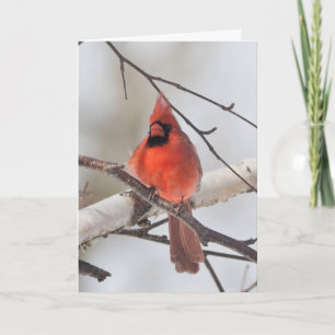 Silent wonders blank greeting card cardinal