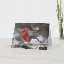 Silent wonders blank greeting card Cardinal