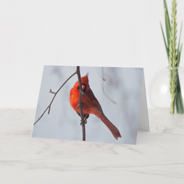 Silent wonders blank greeting card Cardinal (Front)