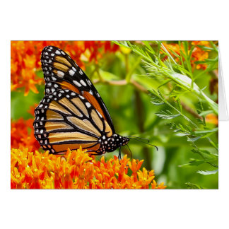 Silent wonders blank greeting card Monarch