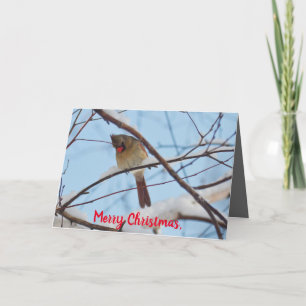 Silent Wonders Christmas Card Female Cardinal