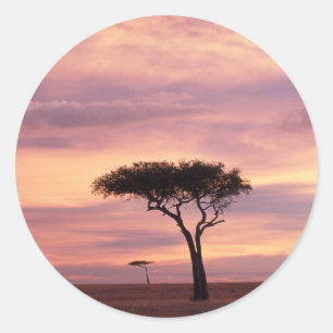 Silhouette image of acacia tree at sunrise classic round sticker