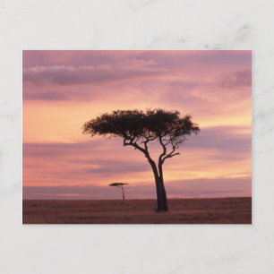Silhouette image of acacia tree at sunrise postcard