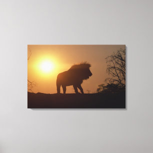 Silhouette of a lion canvas print